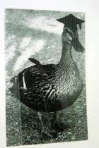 acrylic printing 2