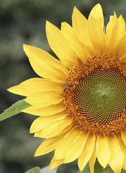 Fine art nature print